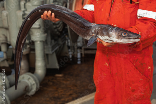 A caught conger eel in the hands of a man.