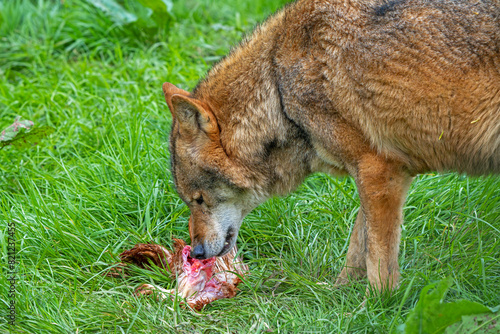 Eurasian wolf (Canis lupus lupus) close-up of grey wolf eating killed bird prey in grassland. Captive