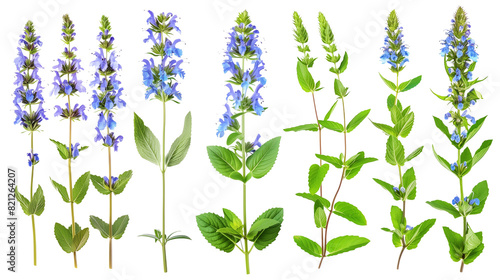 Set of hyssop elements, featuring spikes of vibrant blue flowers, narrow leaves, and a minty scent, traditionally used in medicinal and culinary applications,
