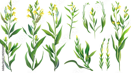 Set of tarragon elements, featuring its small yellow flowers and slender leaves, popular in French cuisine