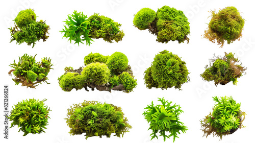 Set of sphagnum moss,