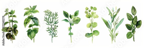 Watercolor Herbs on White Background for Design Generative AI