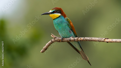 bee - eater on a branch in nature