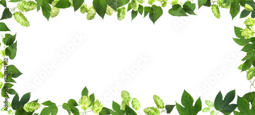 Frame made of fresh green hops and leaves on white background