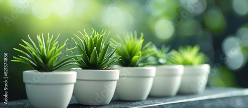 Row of small white pots with green plants