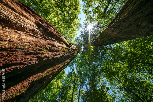 Sun shines through trees in the forest, creating a beautiful natural landscape, Sequoia Trees, mammoth Tree