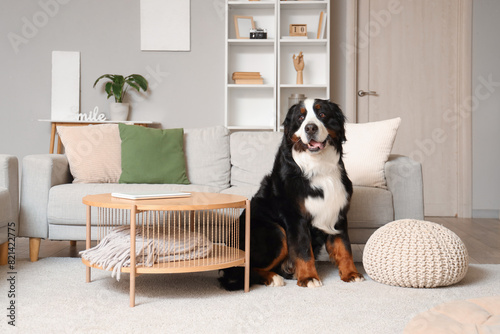 Cute Bernese mountain dog sitting on carpet at home