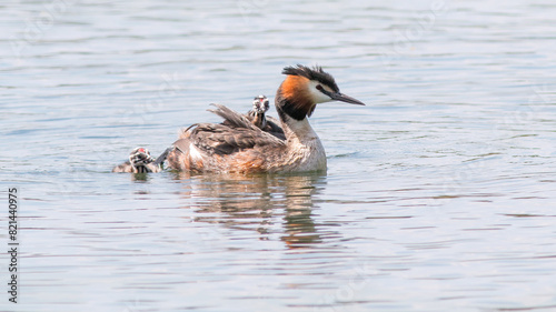 great crested grebe