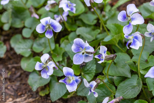 Beautiful viola sororia flowers blooming in the spring garden.