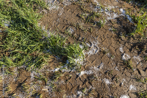 destruction of the wheat crop using a large amount of fertilizers