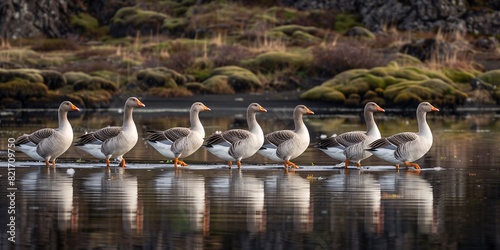 The Greylag goose is prevalent in the wetlands of Iceland's lowlands for breeding.