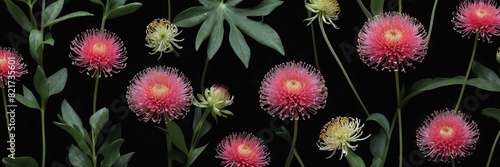 pincushion flowers and leaves on plain black background from Generative AI