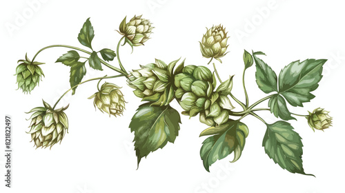 Natural drawing of green fresh organic hop sprig with