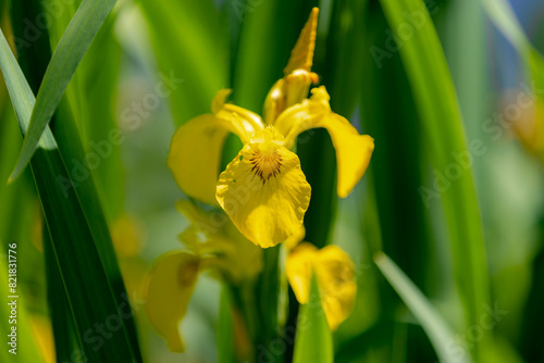 Selective focus of yellow flower with green leaves growing along the river shore, Iris pseudacorus or water flag is a species of flowering plant in the family Iridaceae, Natural floral background.