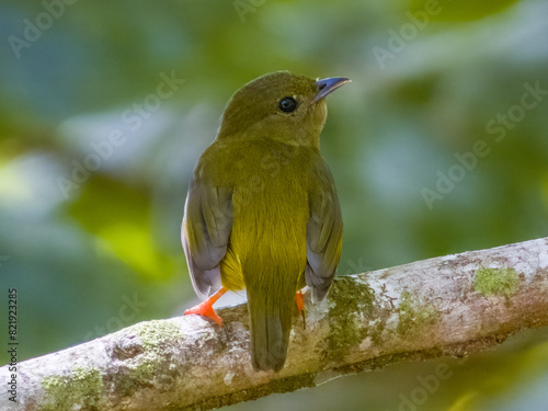 Lesser Greenlet Pachysylvia decurtata in Costa Rica