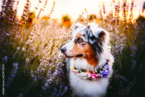 portrait of a dog in lavender field at the sunset, summertime, flowers, warm colors