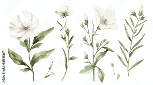 White flower and bud leaves watercolor floral clipart