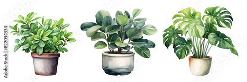 Watercolor houseplant png on transparent background