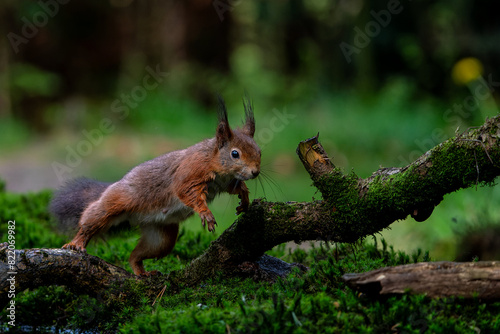 Eurasian red squirrel (Sciurus vulgaris) jumping in the forest of Noord Brabant in the Netherlands. 