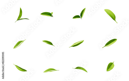 Green natural tea leaves, 3d rendering.