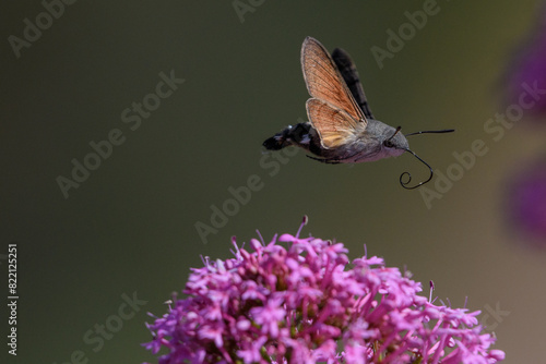 Hummingbird hawk-moth flying over flowers