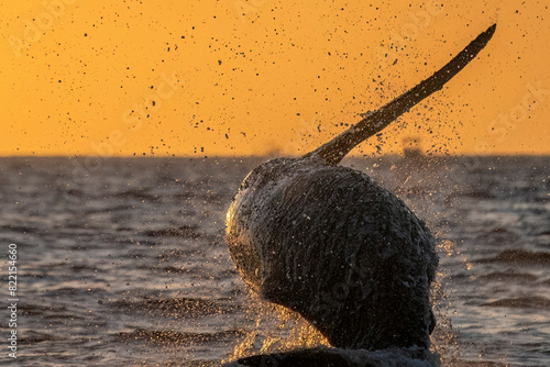 humpback whale breaching at sunset in Pacific Ocean off the coast of Cabo San Luca, Baja California Sur, Mexico