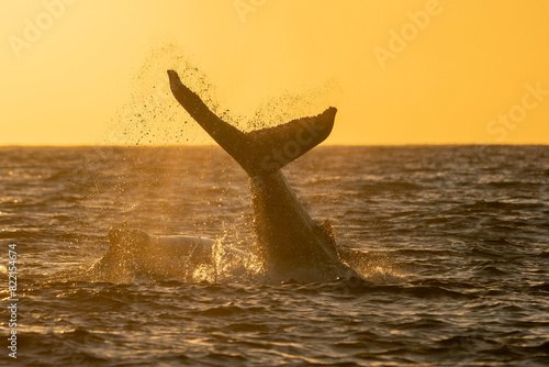 humpback whale tail slapping after breaching at sunset in Pacific Ocean off the coast of Cabo San Luca, Baja California Sur, Mexico