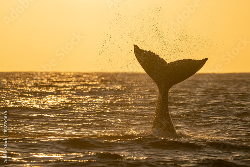 humpback whale tail slapping after breaching at sunset in Pacific Ocean off the coast of Cabo San Luca, Baja California Sur, Mexico