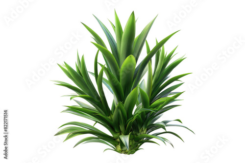 Pineapple leaves isolated on transparent background