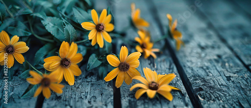 Sunlit Daisy Field, A Vibrant Display of Summers Floral Abundance