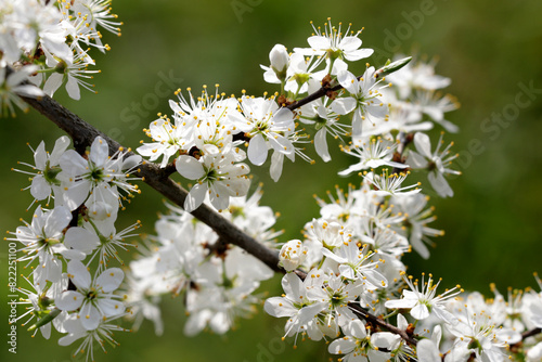 Schlehdorn (Prunus spinosa) auch Schlehendorn, (Gemeine) Schlehe, Zweig mit vielen weißen Blüten