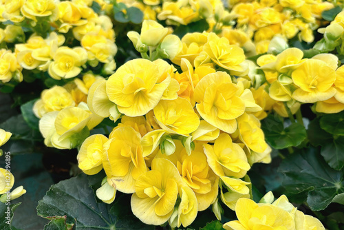 fiore di begonia giallo, yellow begonia flower