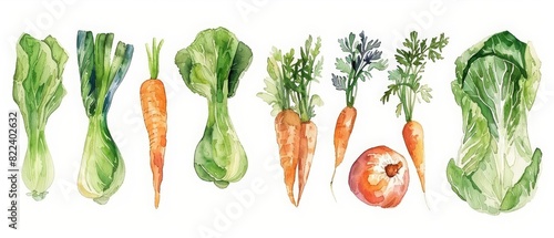 A set of watercolor art of cabbage and carrots, crisp and fresh from the garden, Clipart isolated concept minimal with white background