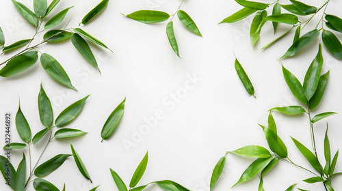 Bamboo leaves,Isolated on a white background ,Fresh bamboo leaves