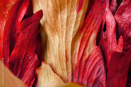 detalle de petalo de planta exotica de color rojo, con textura.