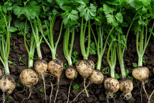 Tubers of turnip rooted chervil textured background, rutabaga pattern, white radish banner, root vegetables