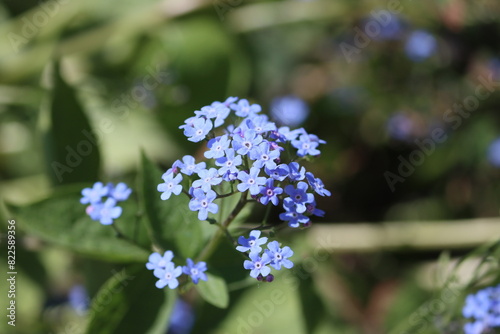 Sweden. Myosotis alpestris or alpine forget-me-not is a herbaceous perennial plant in the flowering plant family Boraginaceae. 