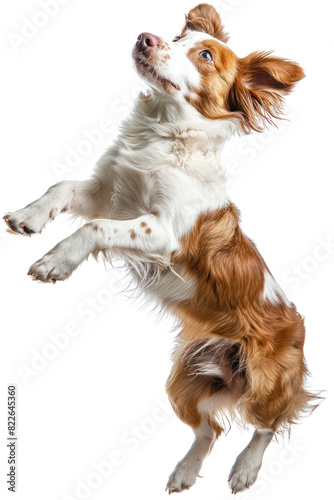 A playful brown and white dog leaps into the air with its ears perked up.