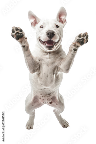 A playful white dog with paws up, looking happy and excited. The dog is isolated on a black background.