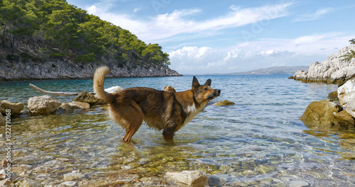 A wet and playful young doggo standing in the shallow seawater on pebbly shore, waiting for its owner to throw a stone. Fun dog activities on summer holidays at dog friendly beaches on Adriatic coast.
