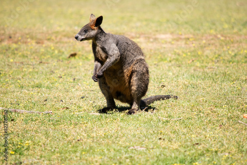 The swamp wallaby has dark brown fur, often with lighter rusty patches on the belly, chest and base of the ears.