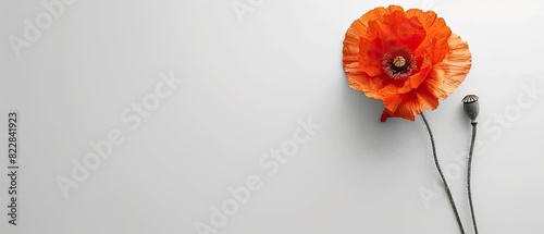 Poppy flower with blank copyspace on white background