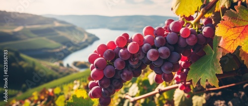 Lush vineyard with ripe grapes