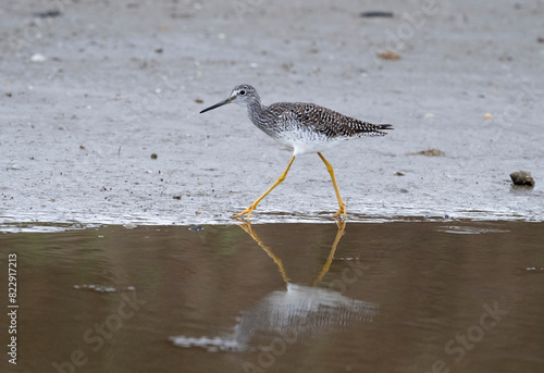 Greater yellowlegs (Tringa melanoleuca) feeding in the shallow water, Galveston, USA