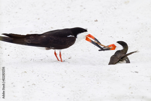 Black skimmers (Rynchops niger) — this appears to be a pair of birds that is breeding. I'm not an expert, but they were seen at a nesting colony giving each other a twig and rubbing beaks.