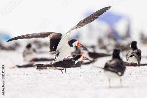 Black skimmers (Rynchops niger) breeding / mating on Lido Beach, Florida, the site of a nesting colony
