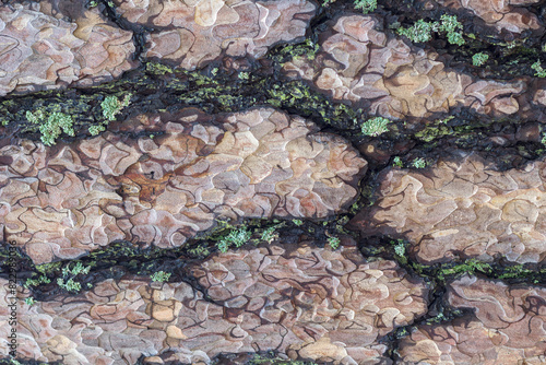 the structure of the bark of trees growing in coniferous and deciduous forests, close-up