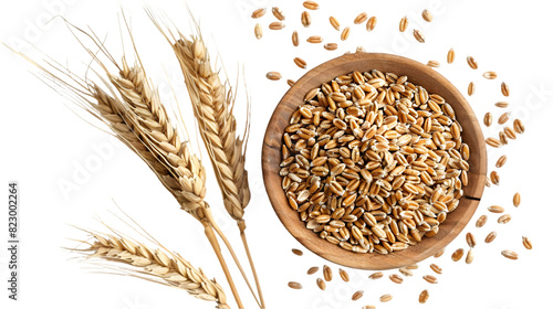 Organic peeled spelt grains and ear isolated on a transparent background