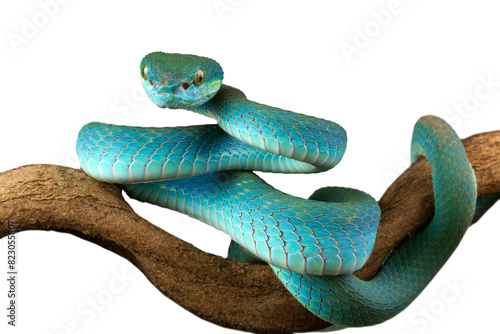 Blue viper snake closeup on branch , Trimeresurus Insularis on isolated background