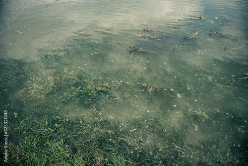 seaweed in the sea water